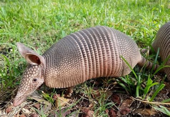 Unveiling the Remarkable Adaptations of Armadillos