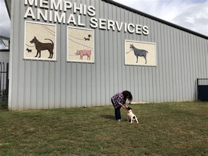 Why Animal Adoption in Memphis is a Lifesaving Decision