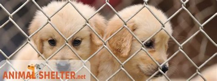 Comprehensive Guide to Animal Control Services in Dallas