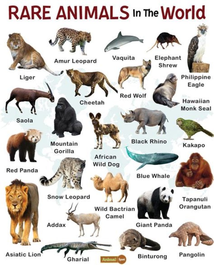 Exploring Animals That Start With E: A Comprehensive Guide