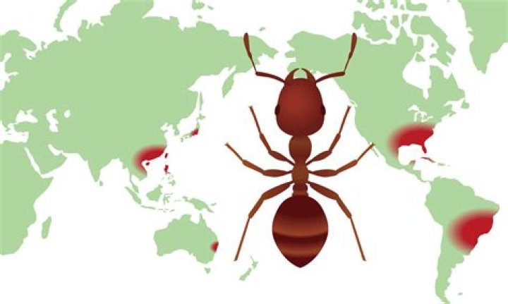 Ants Come Marching: A Comprehensive Exploration of the Fascinating World of Ants