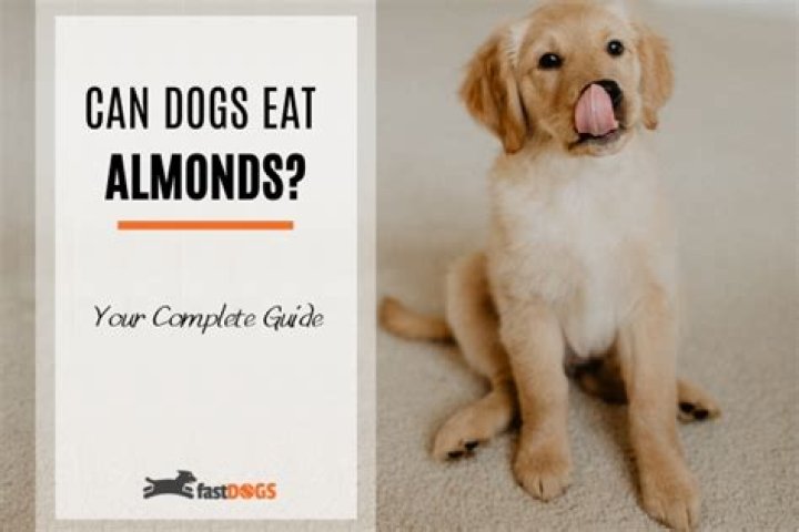 Are Almonds Okay for Dogs? A Comprehensive Guide for Pet Owners