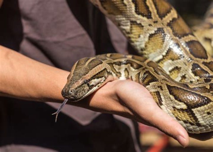 Are Burmese Pythons Venomous? Exploring the Truth About These Majestic Reptiles