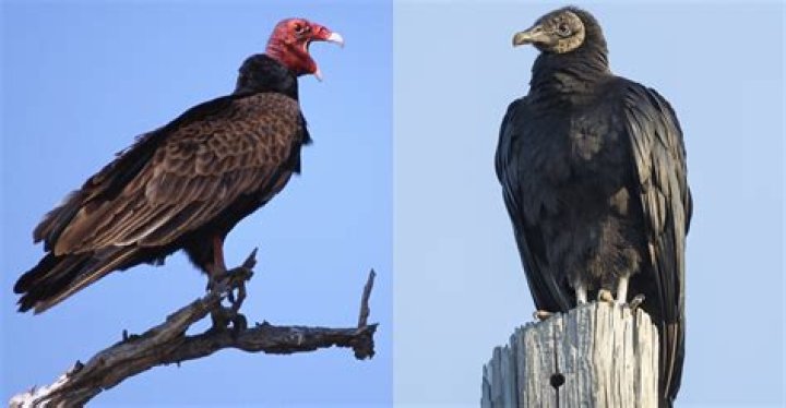 Are Buzzards and Vultures the Same? Exploring the Similarities and Differences