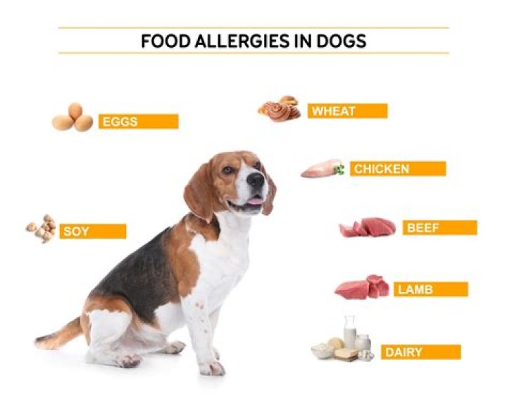 Are Dogs Allergic to Olive Oil? Understanding the Risks and Benefits