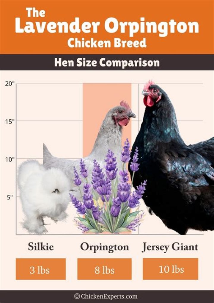 Are Lavender Orpingtons Friendly? Exploring the Personality and Care of These Beautiful Chickens