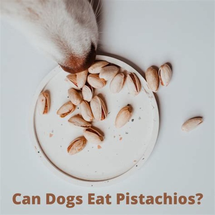Are Pistachios Good for Dogs? A Comprehensive Guide for Pet Owners