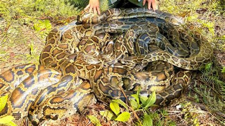 Are Pythons Venomous Snakes? Discover the Truth About These Fascinating Reptiles