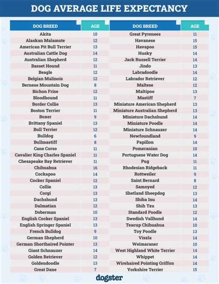 Average Life Expectancy of German Shepherd Dogs: A Comprehensive Guide