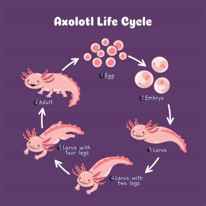 Axolotl Life Expectancy: Understanding the Lifespan of This Unique Creature