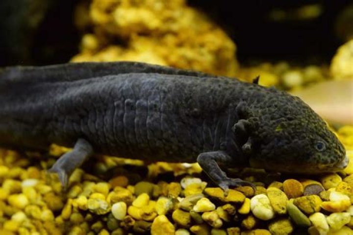 Axolotl Lifespan: Understanding the Fascinating Life Cycle and Longevity of This Unique Creature