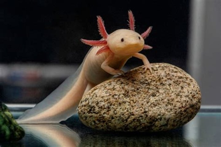 Axolotl Lifespan in the Wild: Unveiling the Secrets of This Unique Creature
