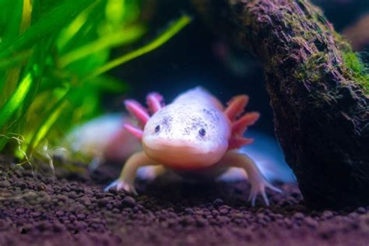 Axolotls Lifespan: Understanding the Factors That Affect Their Longevity