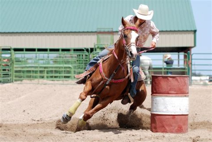 Unleashing the Power of Barrel Horses: A Comprehensive Guide