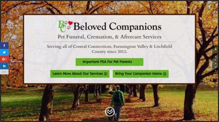 Beloved Companions: Understanding the Deep Bond Between Humans and Their Pets