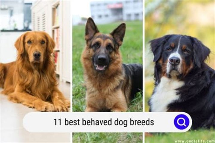 Best Behaved Dog Breeds: Your Ultimate Guide to Choosing the Perfect Companion