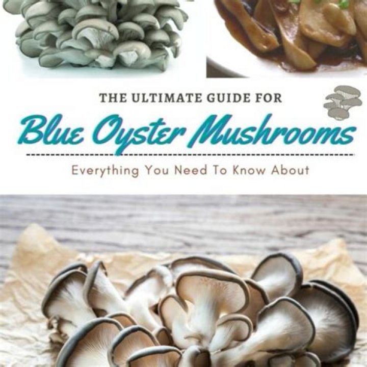 Best Blue &Ouml;yster Cult Songs: A Journey Through Rock Anthems