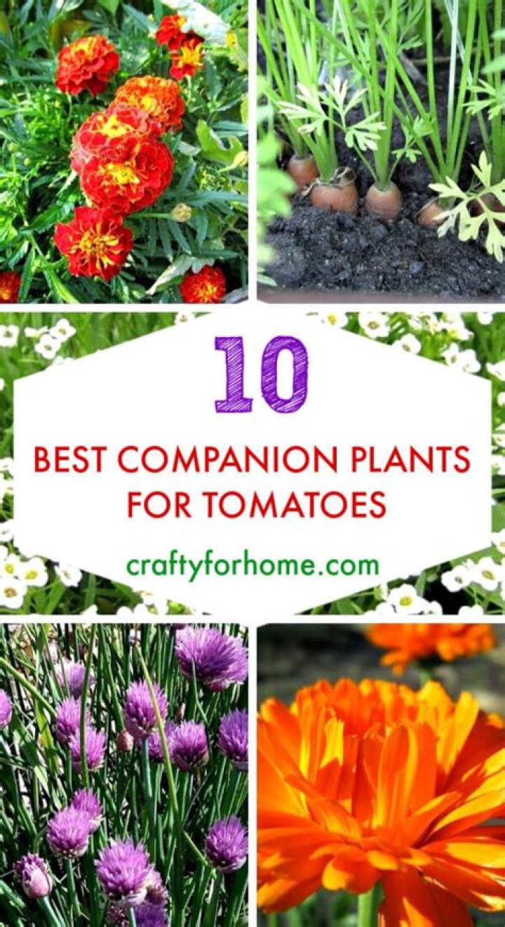 Best Companion Plants for Tomatoes: Boost Your Garden&rsquo;s Productivity