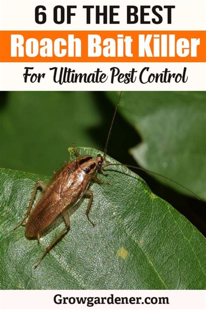 Best Roach Bait Killer: The Ultimate Guide to Eliminating Roaches for Good