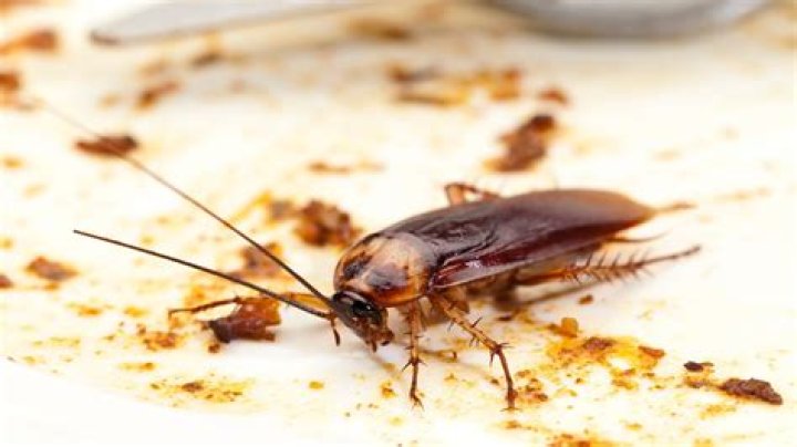 The Ultimate Guide to the Best Roach Killers for Effective Pest Control