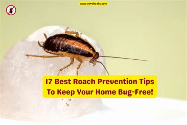 Ultimate Guide to Best Roach Prevention: Keep Your Home Pest-Free