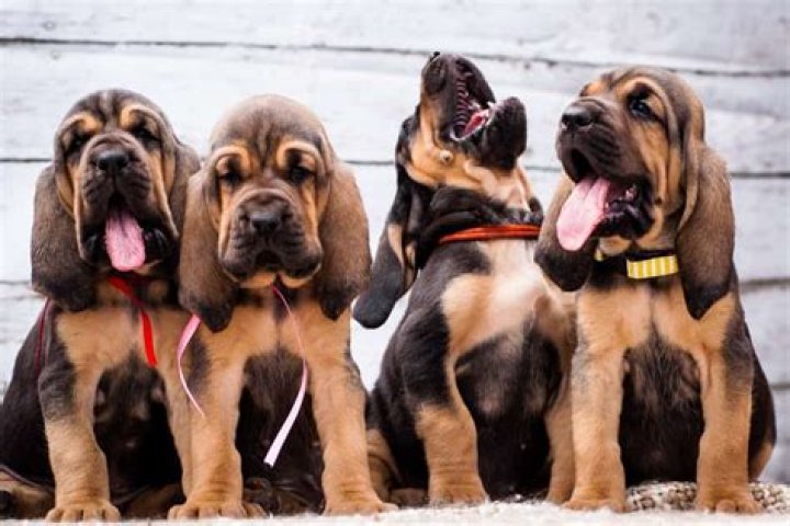 Bloodhound Personality: Understanding the Unique Traits and Characteristics