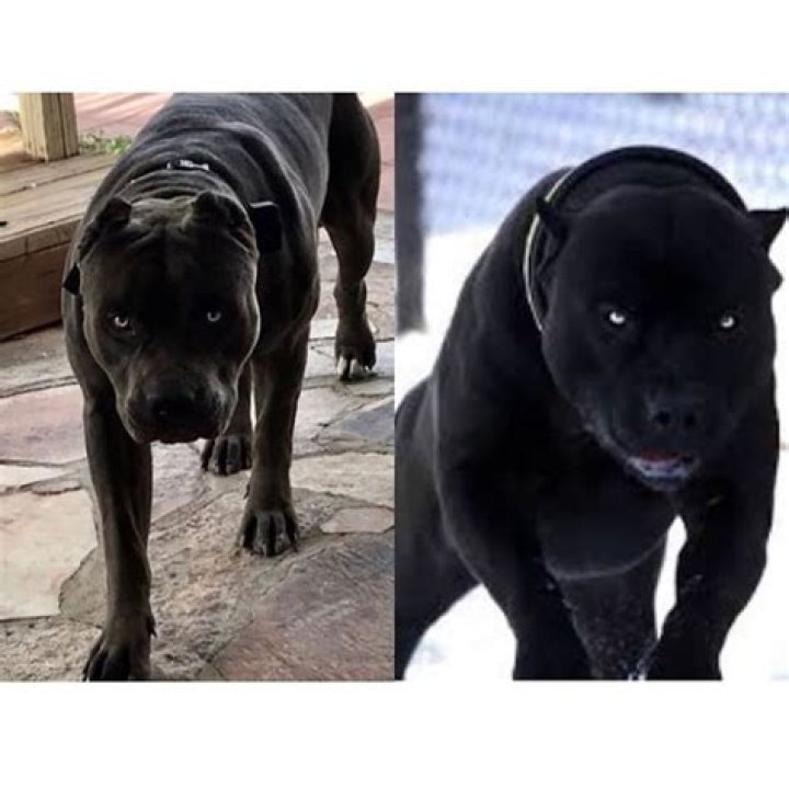 Blue Nose Black Pitbull: The Complete Guide to Owning and Caring for This Majestic Breed