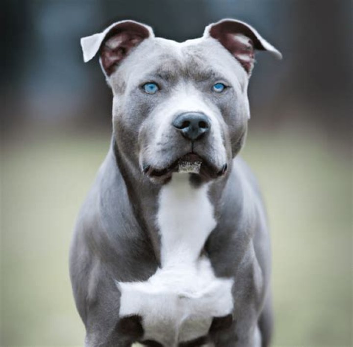 Unleashing the Charm of Blue Nose Gray Pitbulls