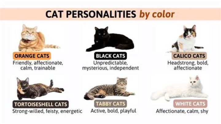 Brown Cat Personality: Unveiling the Unique Traits of Brown Cats