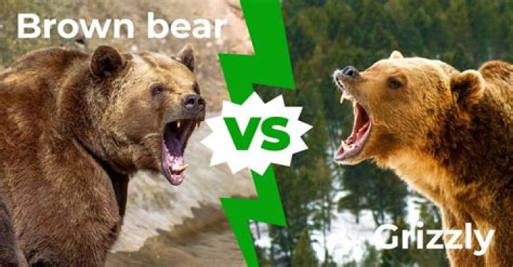Brown vs Grizzly Bear: Understanding the Differences and Similarities