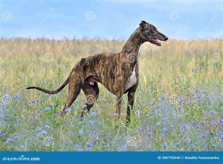 Greyhound Bus Service: Your Reliable Transportation Companion