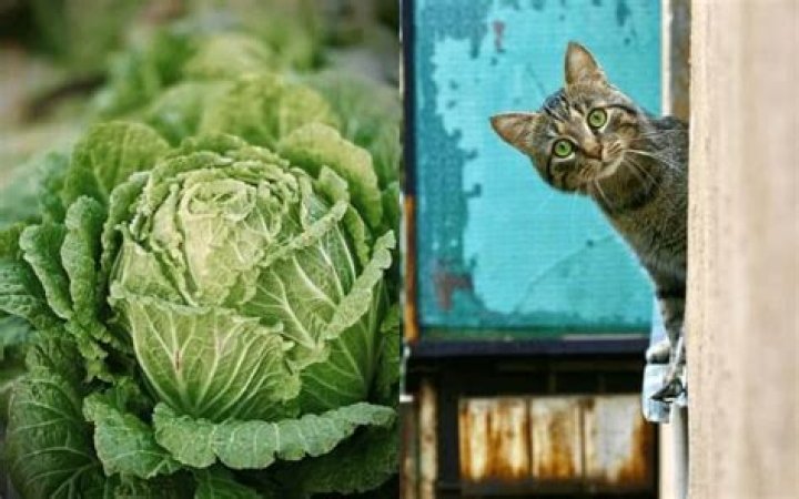 Can Cats Eat Cabbage Raw? A Comprehensive Guide for Cat Owners