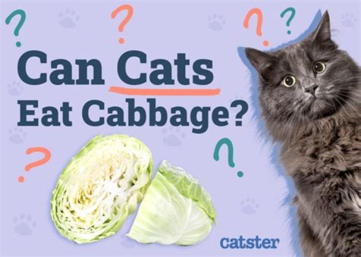 Can Cats Eat Cabbage? A Comprehensive Guide for Responsible Cat Owners