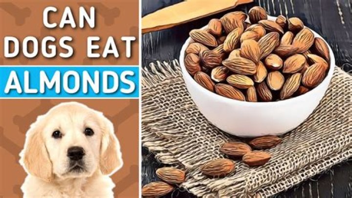 Can Dogs Have Almonds? A Comprehensive Guide for Dog Owners