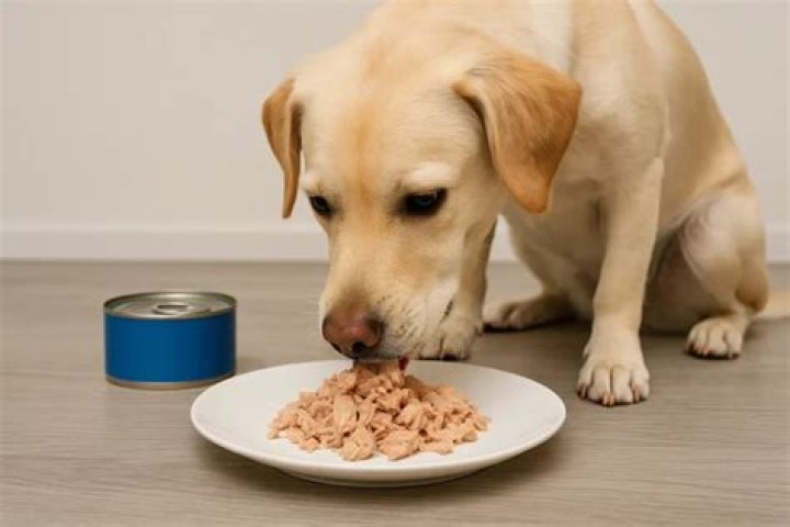 Can Dogs Eat Tuna? A Comprehensive Guide for Dog Owners