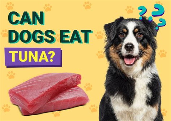 Can Dogs Eat Tuna From a Can? Everything You Need to Know