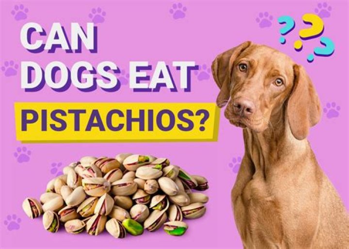 Can Dogs Have Pistachios Nuts? A Comprehensive Guide for Dog Owners