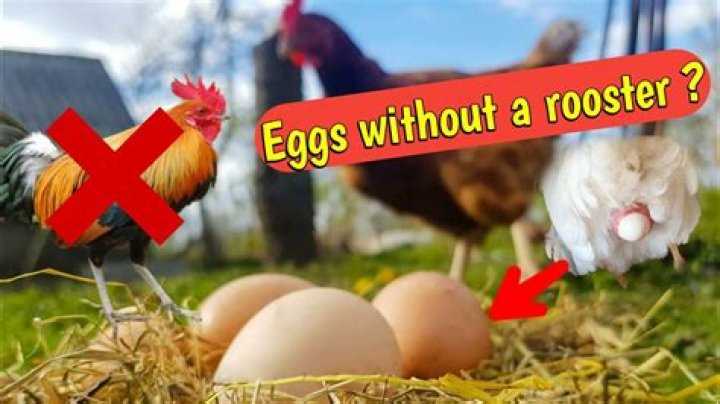 Can Hens Lay Eggs Without a Rooster? Everything You Need to Know