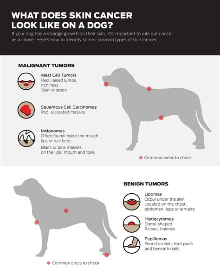 Cancerous Skin Tags on Dogs: Understanding, Identifying, and Treating the Condition