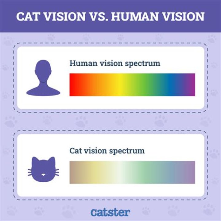 Cat Color Perception: Understanding How Cats See the World