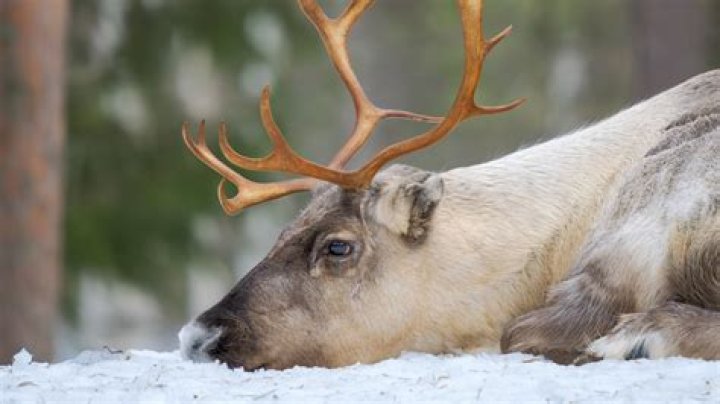 Center for Reproductive Rights: Advocating for Global Reproductive Justice