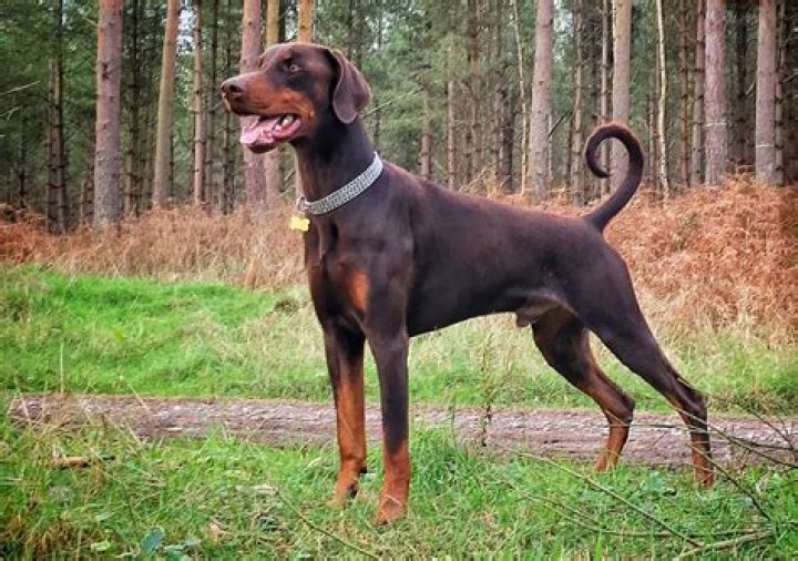 Unveiling the Characteristics of a Doberman Dog: A Comprehensive Guide