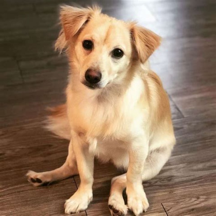 Chihuahua and Golden Retriever Mix: The Ultimate Guide to Understanding This Unique Breed