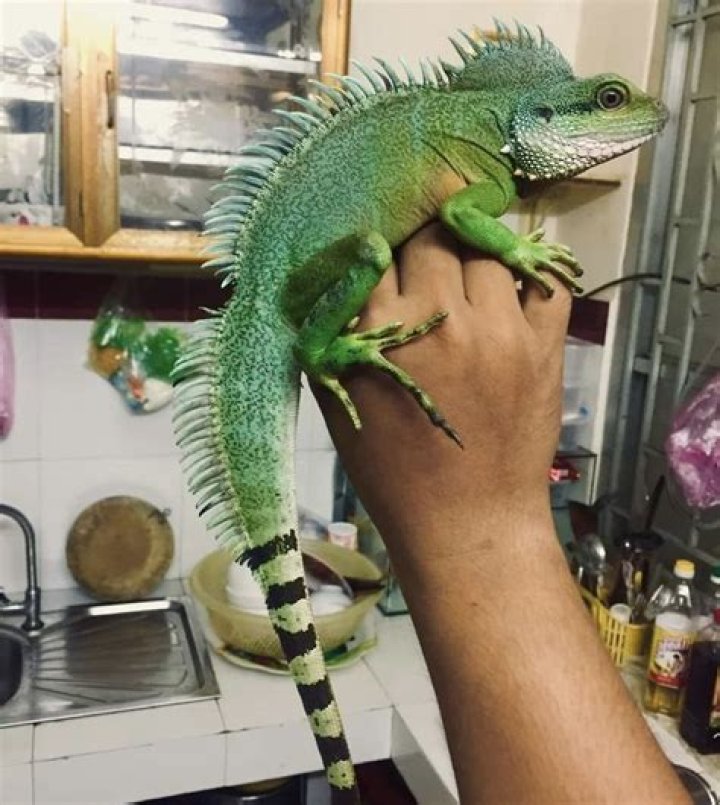 Chinese Water Dragon: A Comprehensive Guide to Care, Behavior, and More