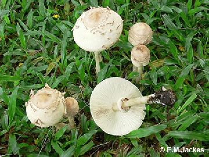 Comprehensive Guide to Chlorophyllum Molybdites in Australia