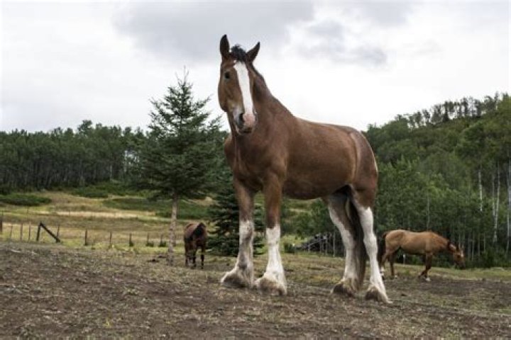 Clydesdale Temperament: Understanding the Gentle Giants