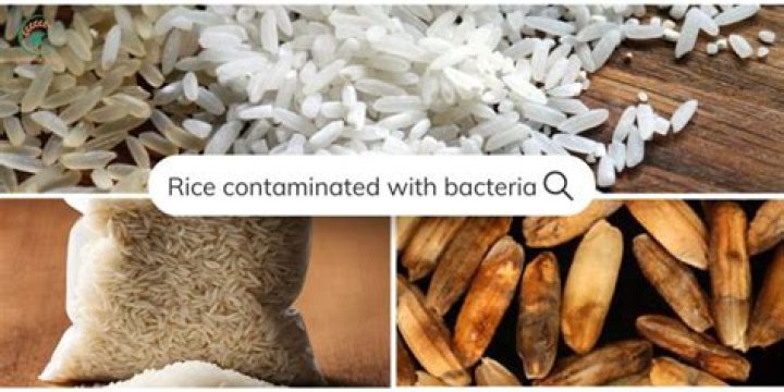 Cold Rice Bacteria: Understanding the Risks and Safeguarding Your Health
