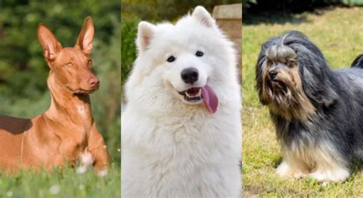 The Most Costliest Dog Breeds: A Comprehensive Guide for Dog Enthusiasts