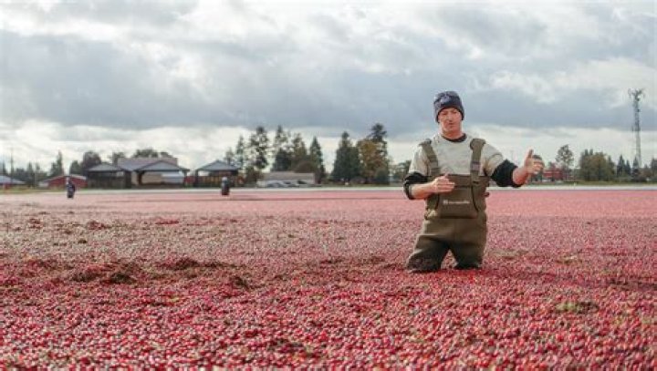 Cranberry Field Bogpiders: A Comprehensive Guide to Understanding These Fascinating Creatures