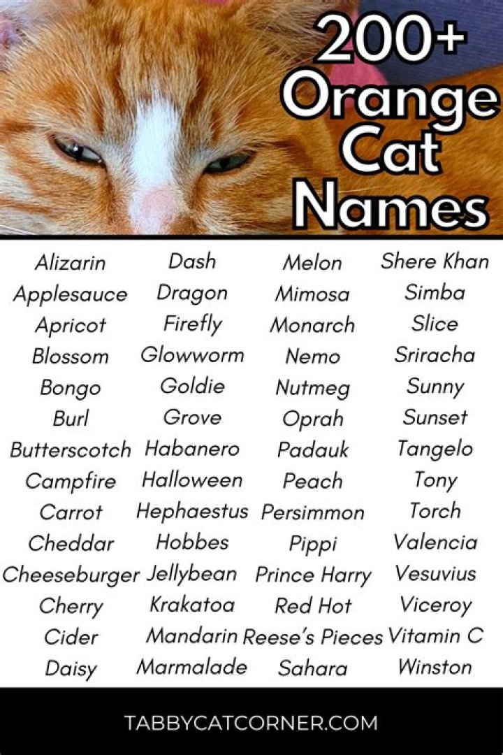 Creative Names for Orange Male Cats: A Pawsitive Guide